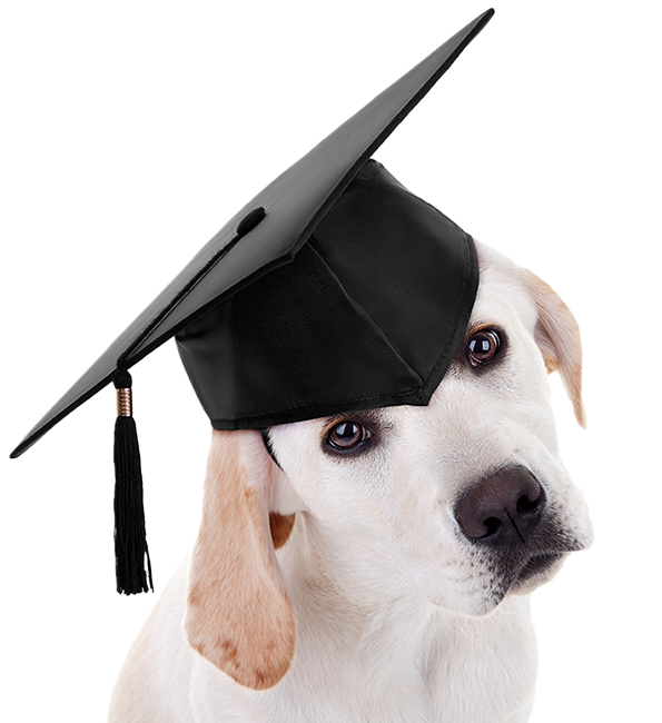 Dog with a graduation cap at a Leading Paws training class in Kent
