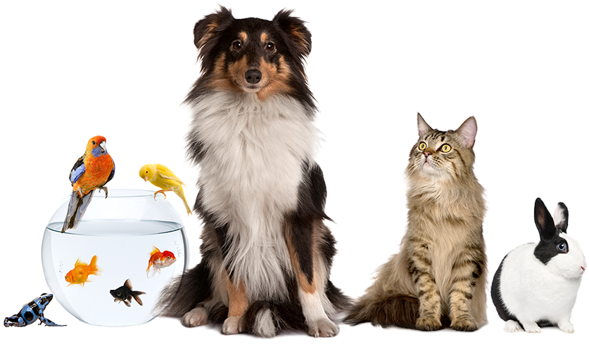 Dogs, cats and small pets cared for by Leading Paws in Kent
