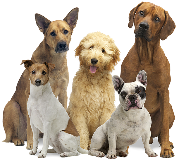 Home boarding guests
