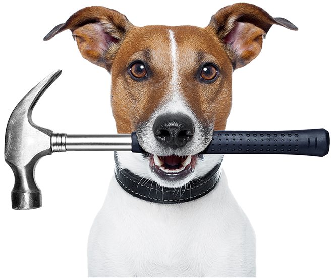 Dog enjoying a fun workshop with Leading Paws near Maidstone