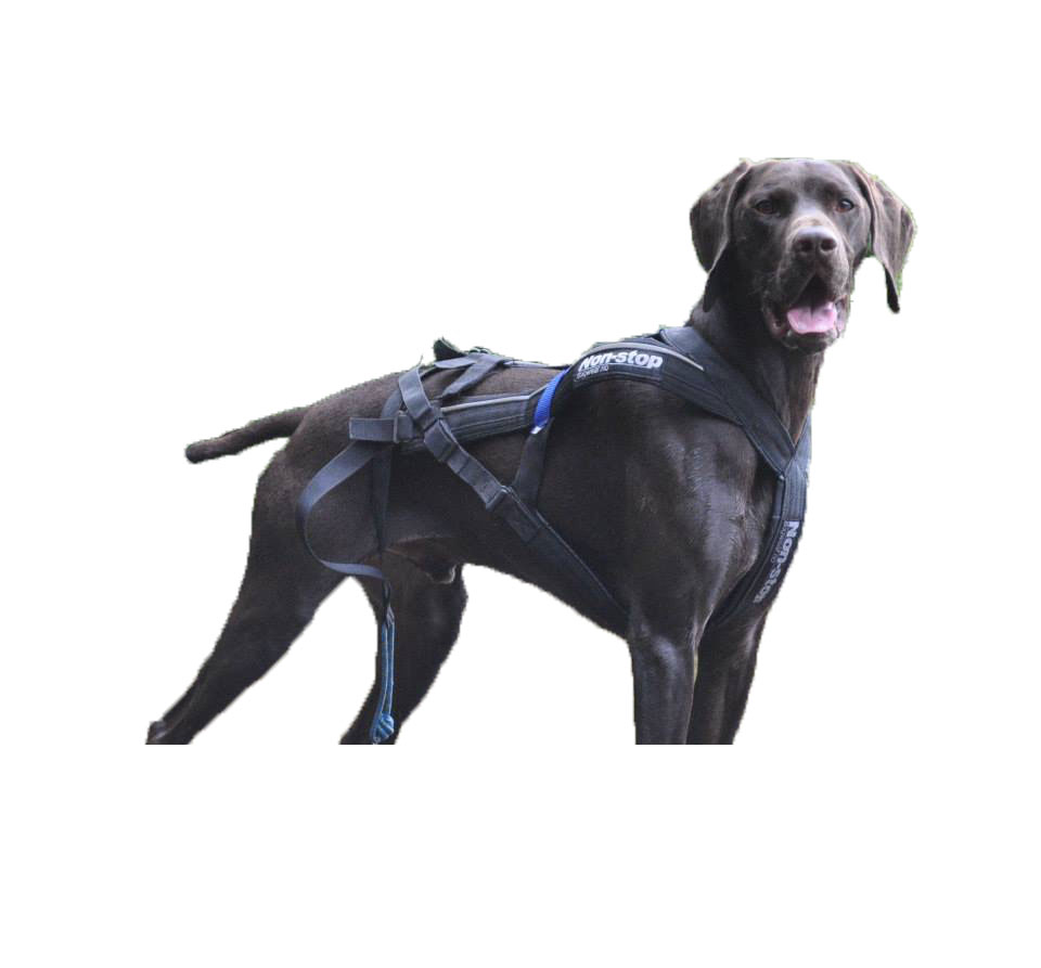Fit healthy dog in a harness ready for a Leading Paws walk in Kent
